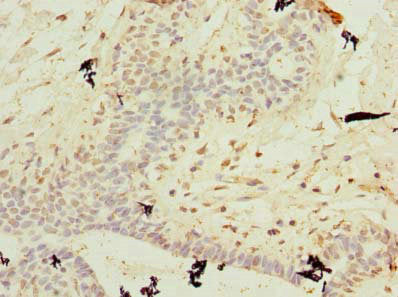 C10orf62 Antibody