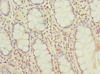 BCL2L15 Antibody