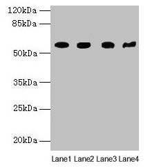 KRT79 Antibody