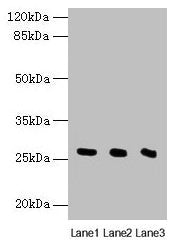 Nqo2 Antibody