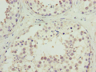 C10orf91 Antibody