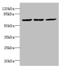 INTS11 Antibody