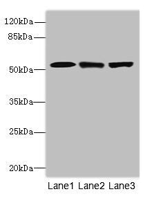 INTS11 Antibody