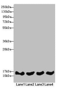 REEP5 Antibody