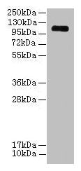 EGFLAM Antibody