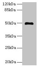 ADAL Antibody