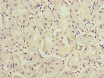 C6orf141 Antibody
