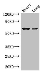 DCAF8 Antibody