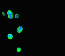 Thrsp Antibody