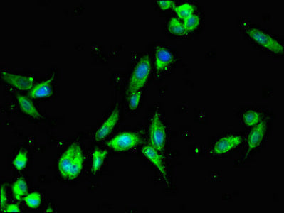 FAM182A Antibody