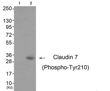 Phospho-CLDN7 (Tyr210) Antibody