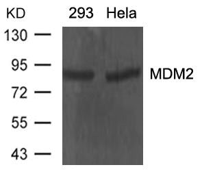 MDM2 Antibody