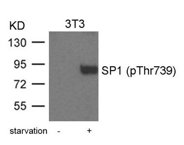 Phospho-SP1 (Thr739) Antibody