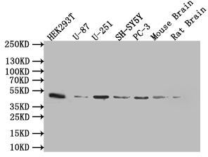 SPOCK1 Antibody