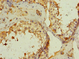 MRC2 Antibody