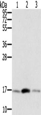 PPIA Antibody