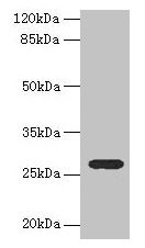 TEX35 Antibody