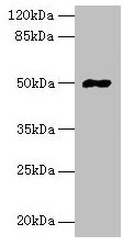 FAM69A Antibody