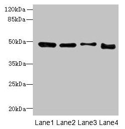 DDI2 Antibody