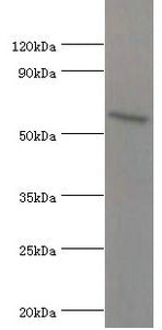 ATG16L1 Antibody