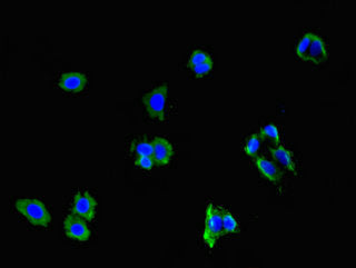 NCMAP Antibody