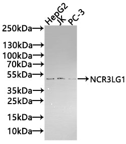 NCR3LG1 Antibody