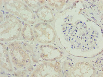 EFCAB12 Antibody