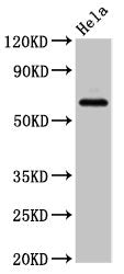 SLC22A25 Antibody