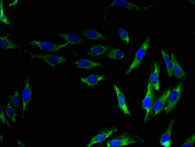 OPN5 Antibody