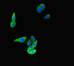 FAT4 Antibody
