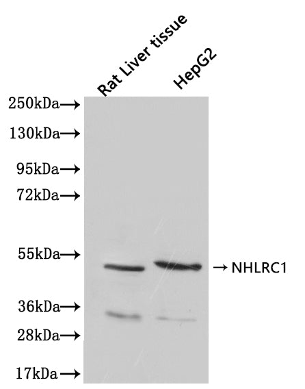 NHLRC1 Antibody