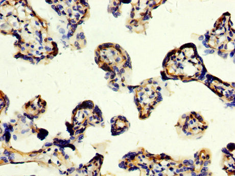 CD109 Antibody