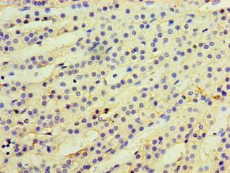 KYAT3 Antibody