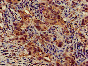 ATG14 Antibody