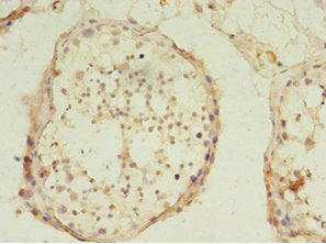 USP45 Antibody
