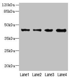KCTD9 Antibody