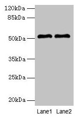 SLC30A6 Antibody