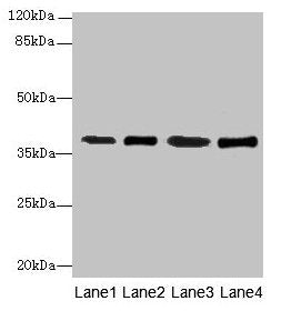 SFXN4 Antibody