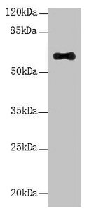 LRRC31 Antibody