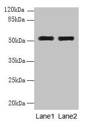 WDR88 Antibody