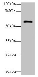 GK5 Antibody