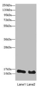 HIST2H3A Antibody