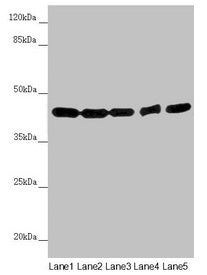EIF3M Antibody