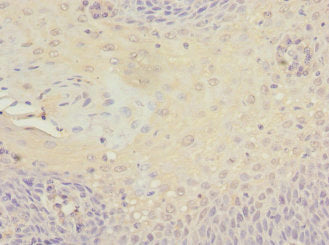 MCM10 Antibody