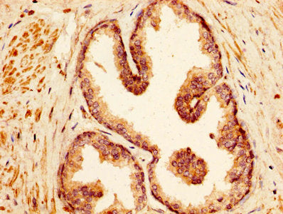 VASH1 Antibody