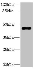 STRADA Antibody