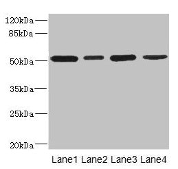 CD276 Antibody