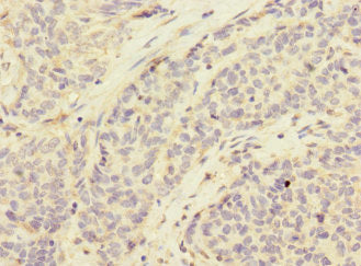 CD276 Antibody