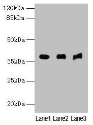 MRNIP Antibody