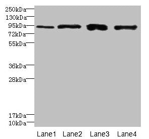 XRRA1 Antibody